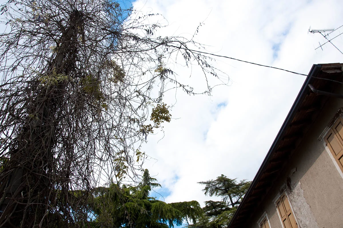 A telegraph post covered with the dry branches of a wisteria tree, Borghetto sul Mincio, Veneto, Italy