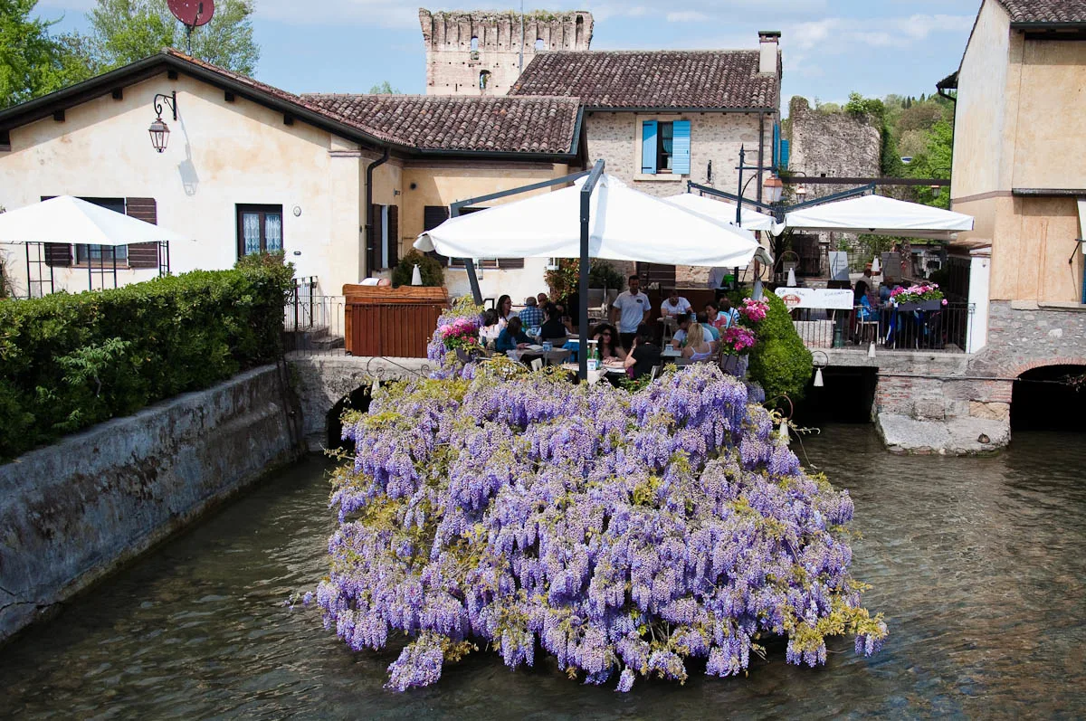 Wisteria draping a restaurant on water, Borghetto sul Mincio, Veneto, Italy