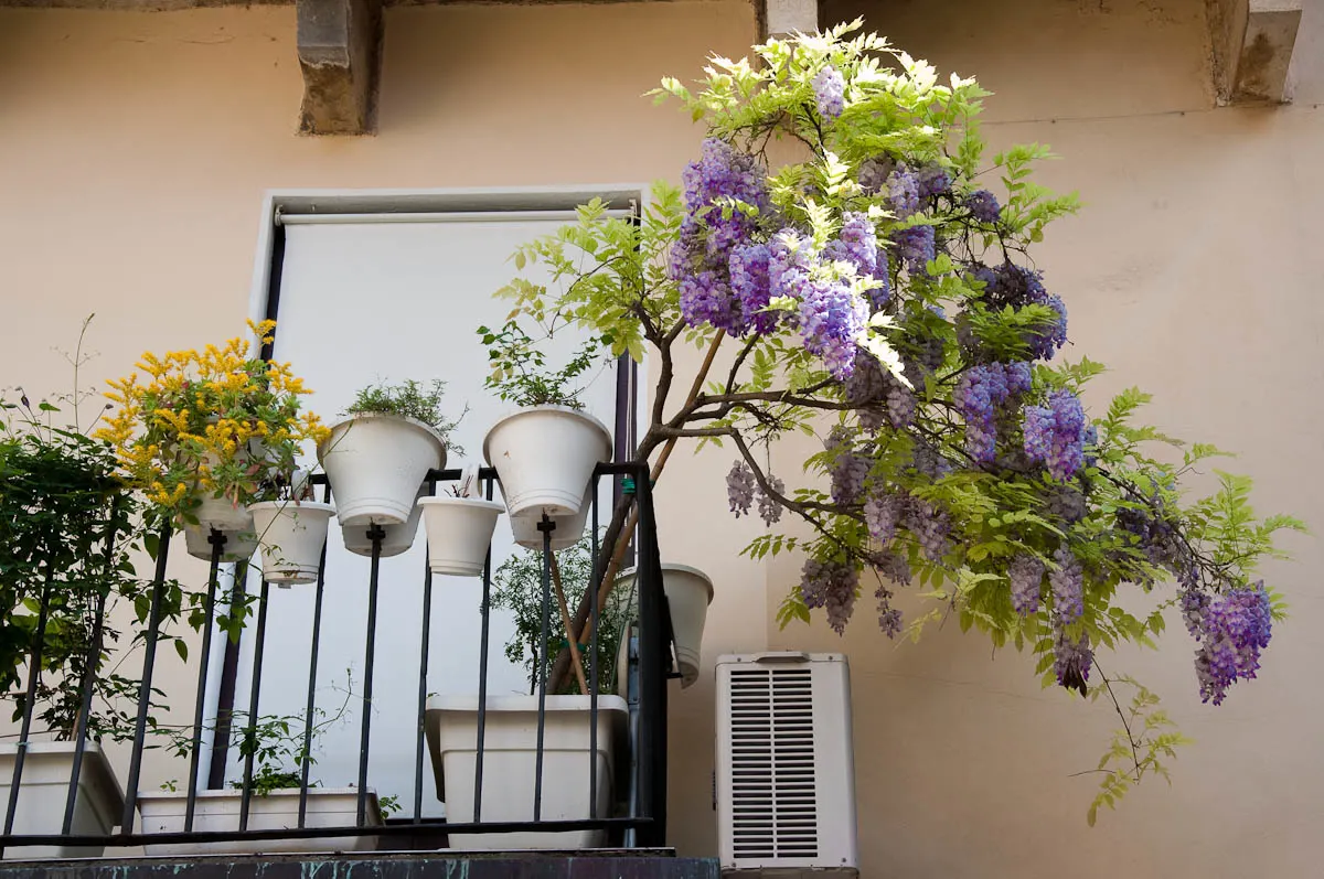 Wisteria tree in a pot on a balcony, Vicenza, Veneto, Italy