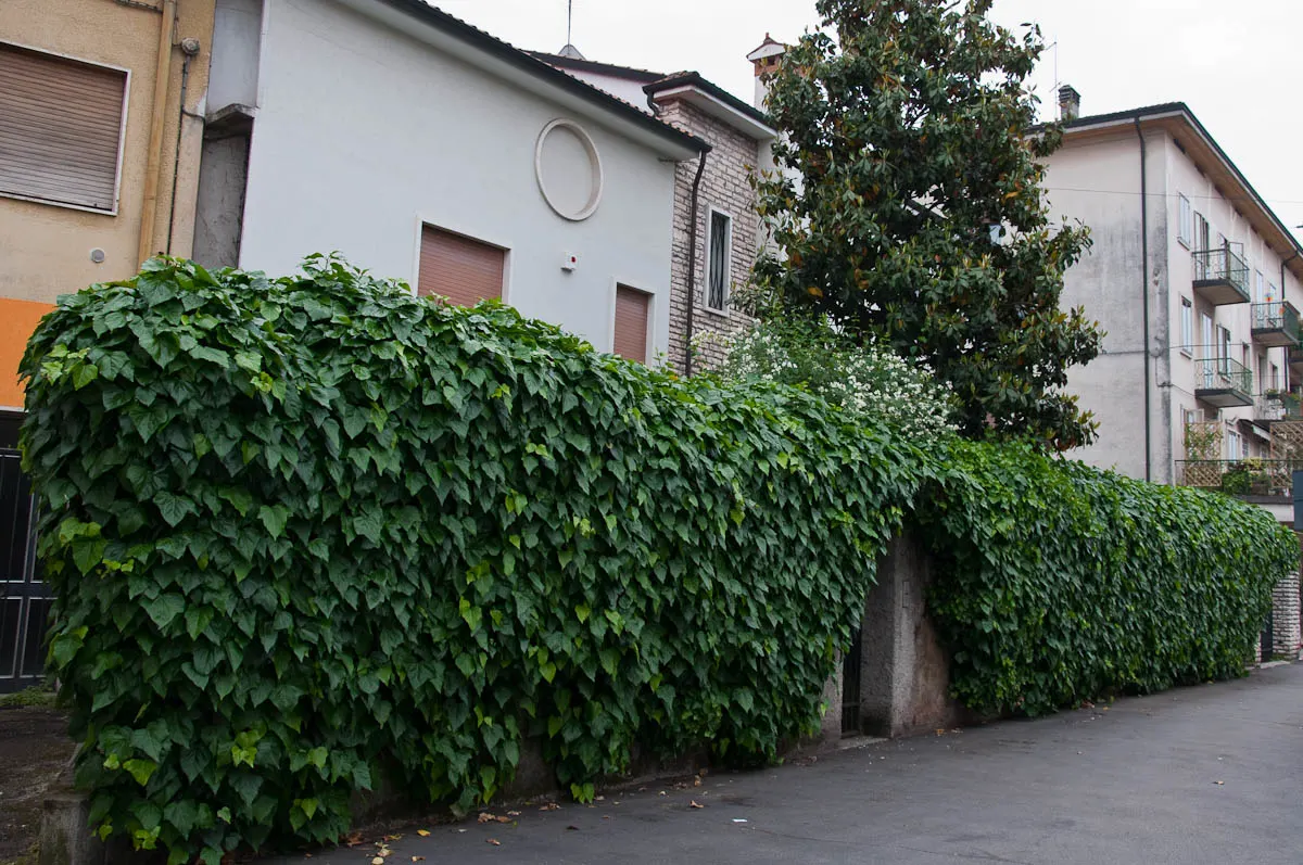 A living fence, Vicenza, Italy - www.rossiwrites.com