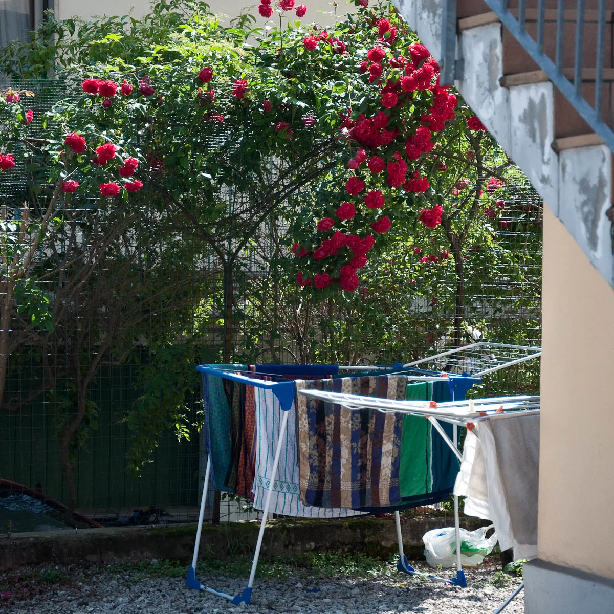 A rose bush and fresh laundry, Vicenza, Italy