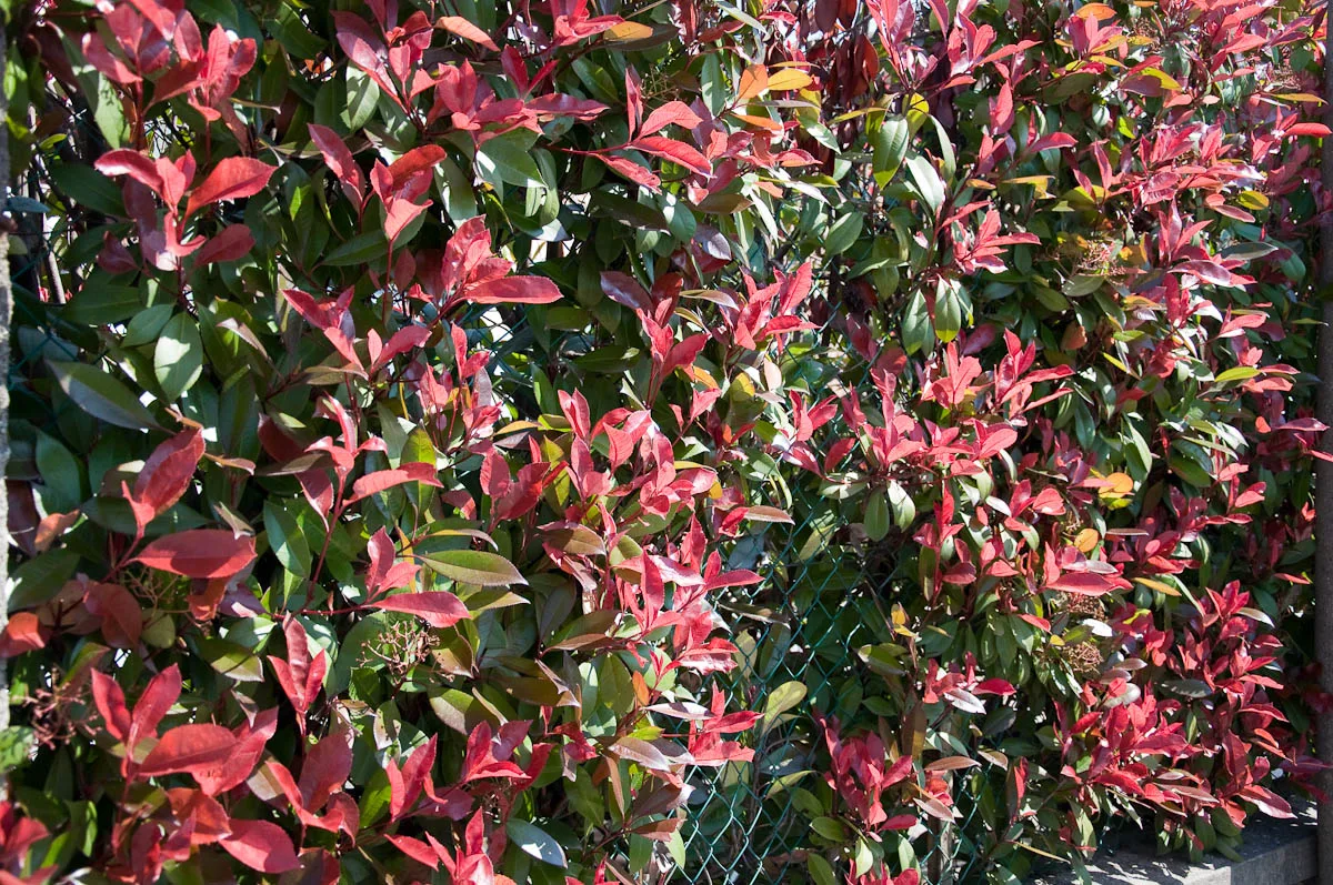Photinia Little Red Robin shrub fence, Vicenza, Italy
