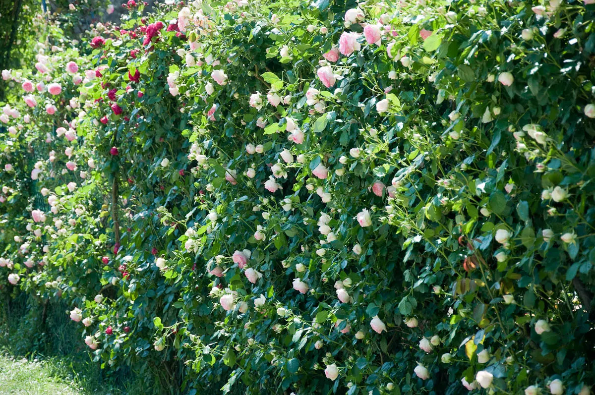 Rose shrubs living fence, Medieval castle, Este, Veneto, Italy - www.rossiwrites.com