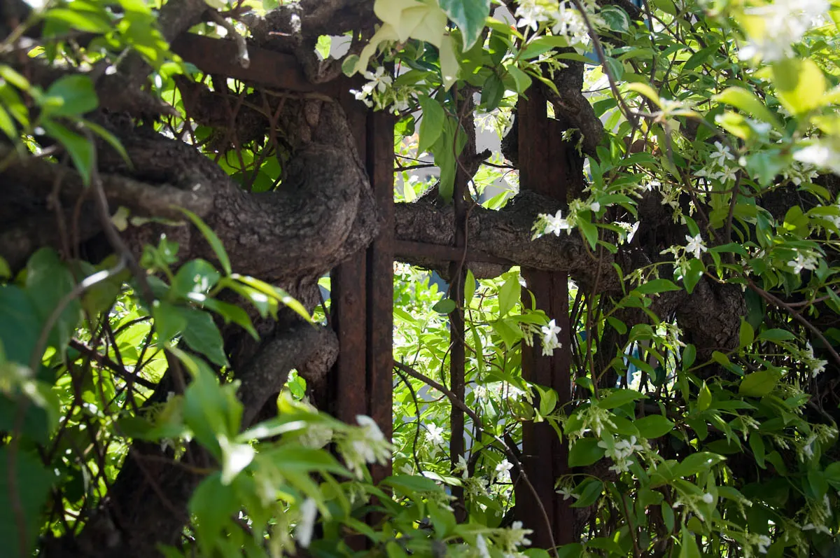 Wild Jasmine shrub fence, Vicenza, Italy