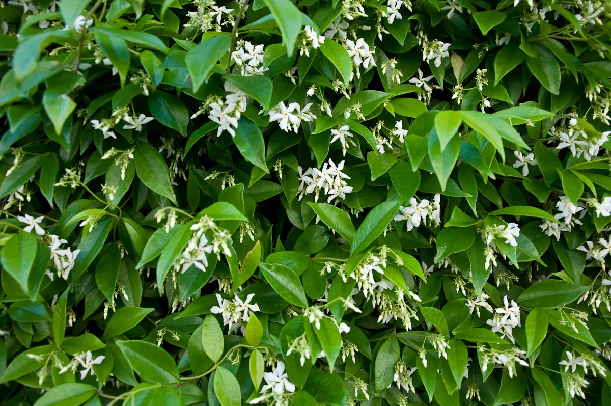 Wild jasmine shrub, Vicenza, Italy