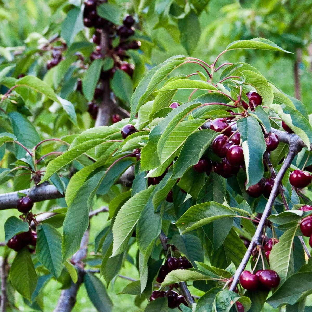 Cherries on a cherry tree, Festa dea Siaresa, Castegnero, Veneto, Italy - www.rossiwrites.com