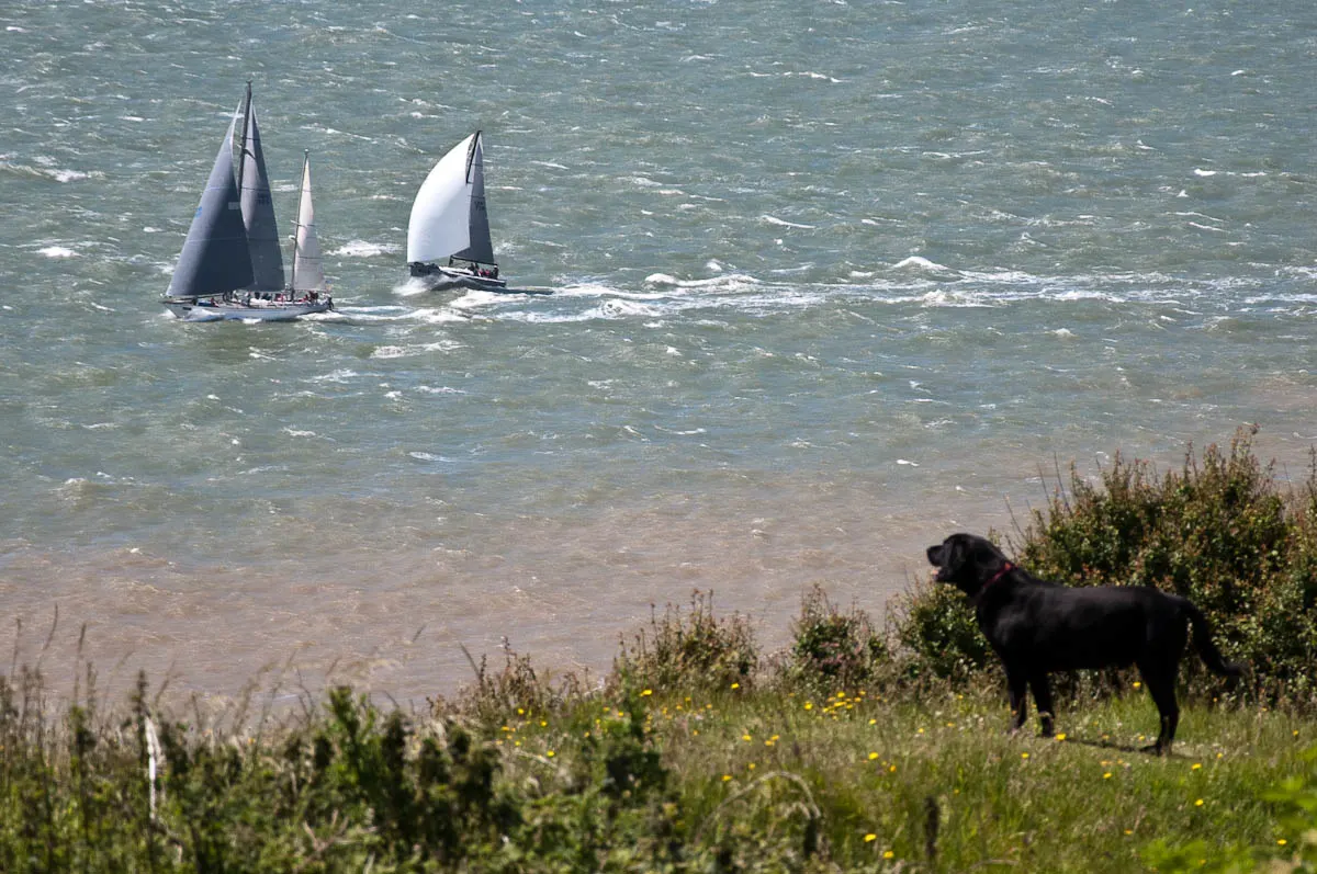 A dog watches the boats pass by, Round the island race 2016, Isle of Wight, UK - www.rossiwrites.com