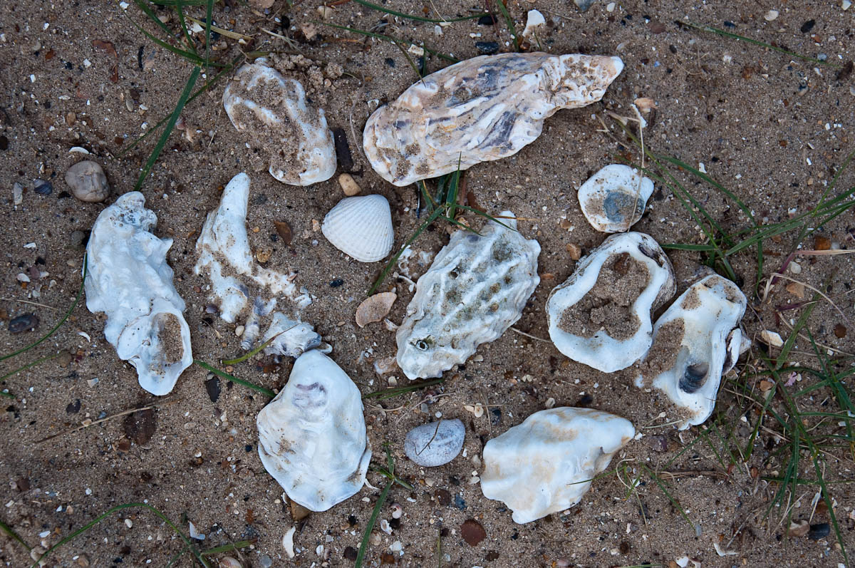Oyster shells, Mersea Island, Essex, England - www.rossiwrites.com