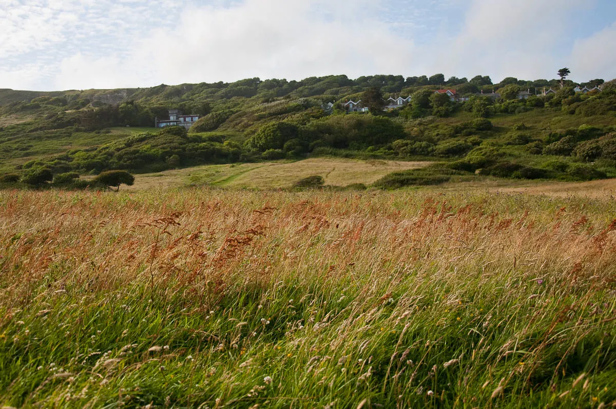 Tall grass whipped by the wind with the coastguard cottages in the distance, Isle of Wight, UK - www.rossiwrites.com