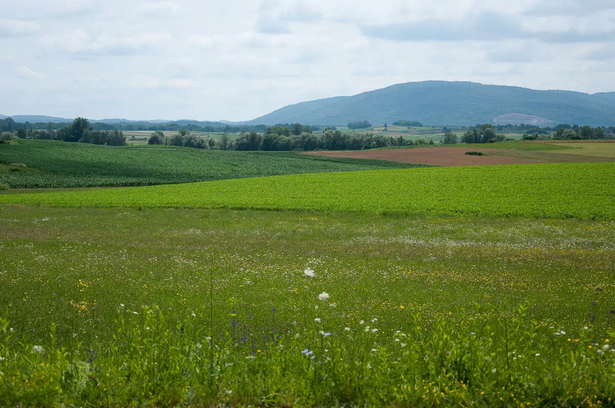 The green fields of Bela Krajina, Slovenia - www.rossiwrites.com