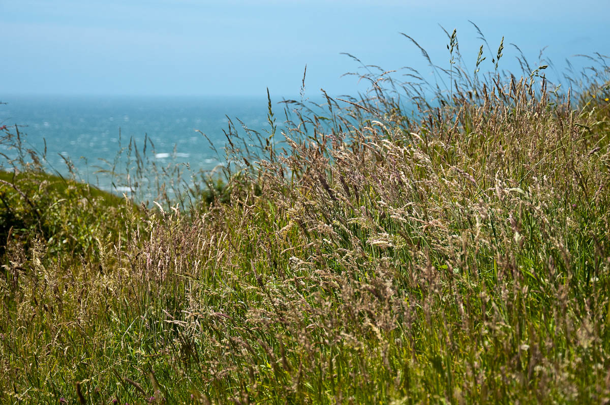 Windswept grass, Round the island race 2016, Isle of Wight, UK - www.rossiwrites.com