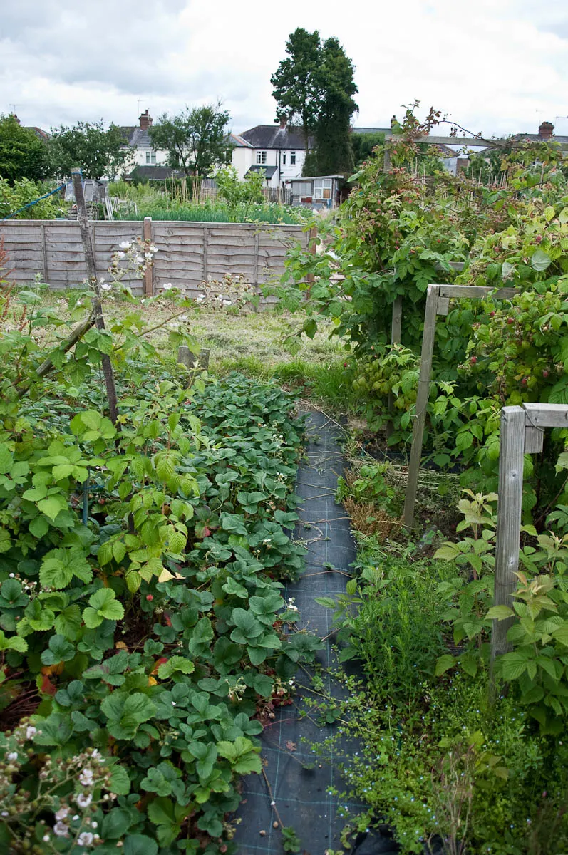 A black path separating two allotments, England - www.rossiwrites.com