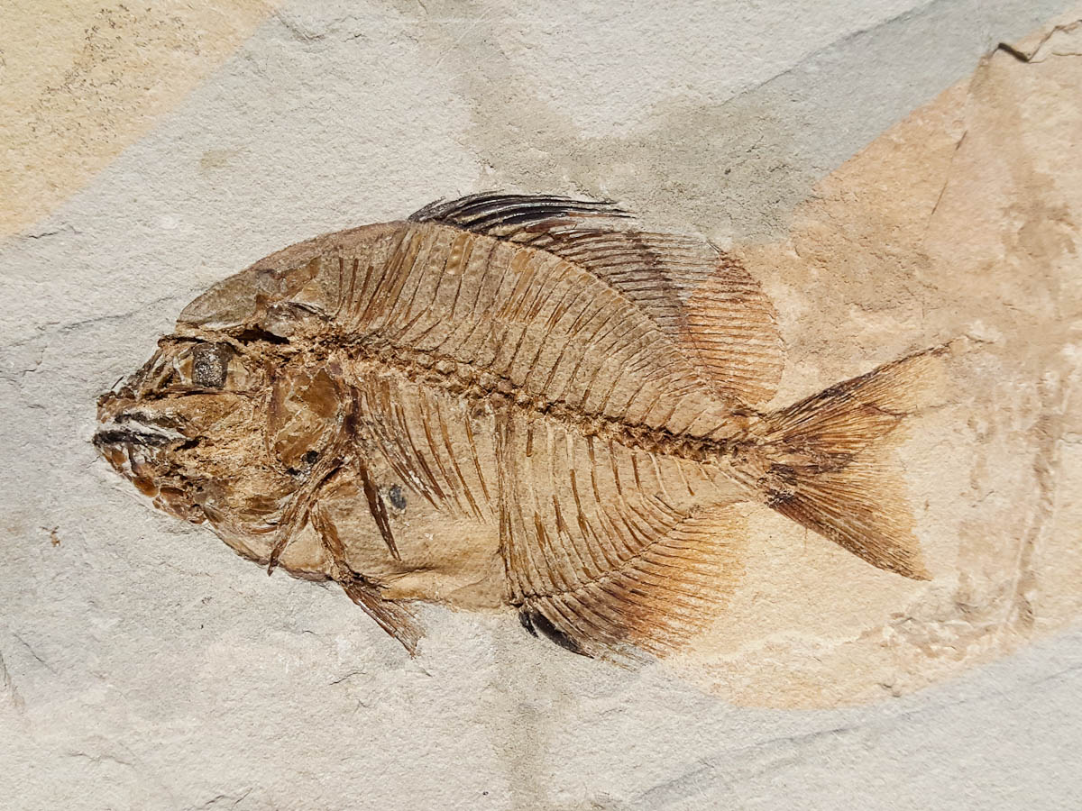 A fish fossil, The Fossil Museum, Bolca, Province of Verona, Italy - rossiwrites.com
