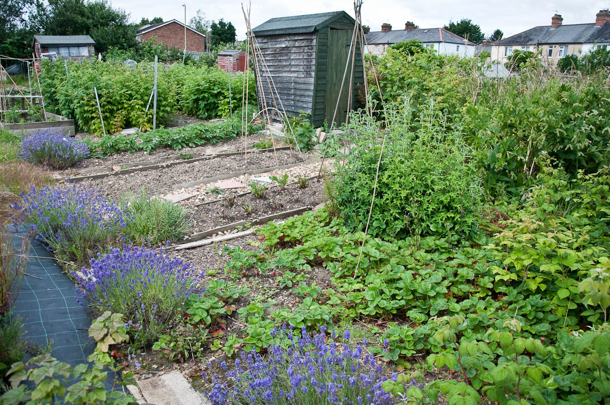 An allotment with a wooden shed and a lavender border, England - www.rossiwrites.com