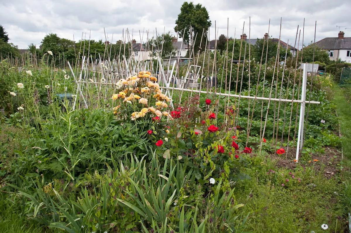 An allotment with roses, England - www.rossiwrites.com