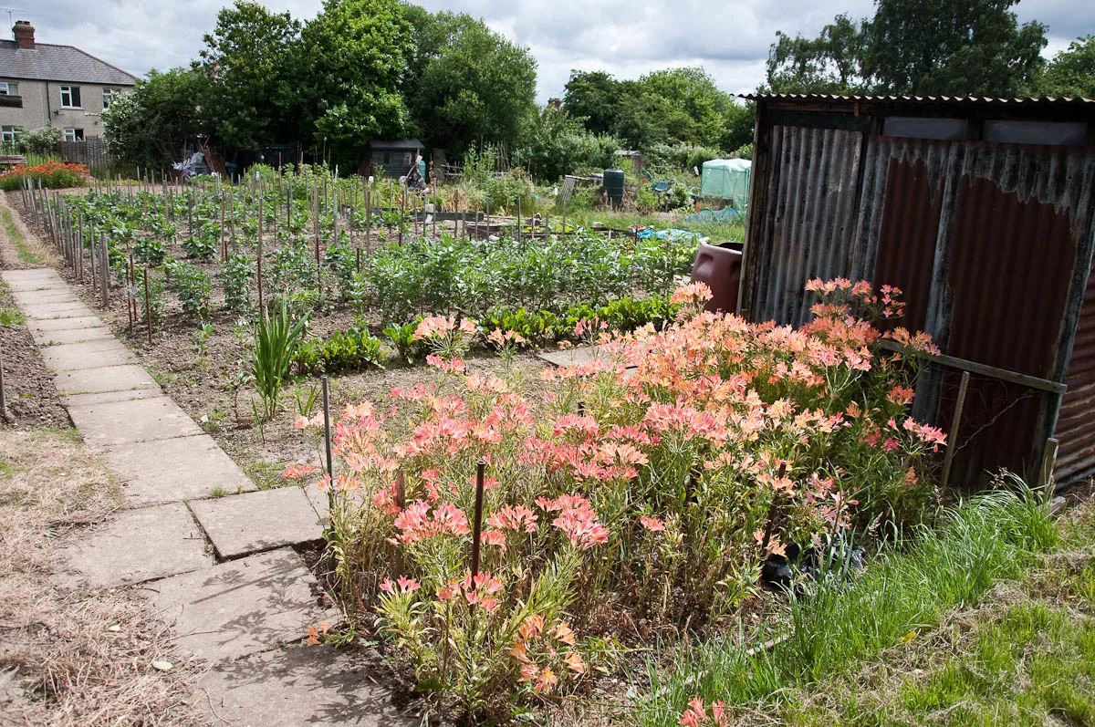 An organised allotment, England - www.rossiwrites.com