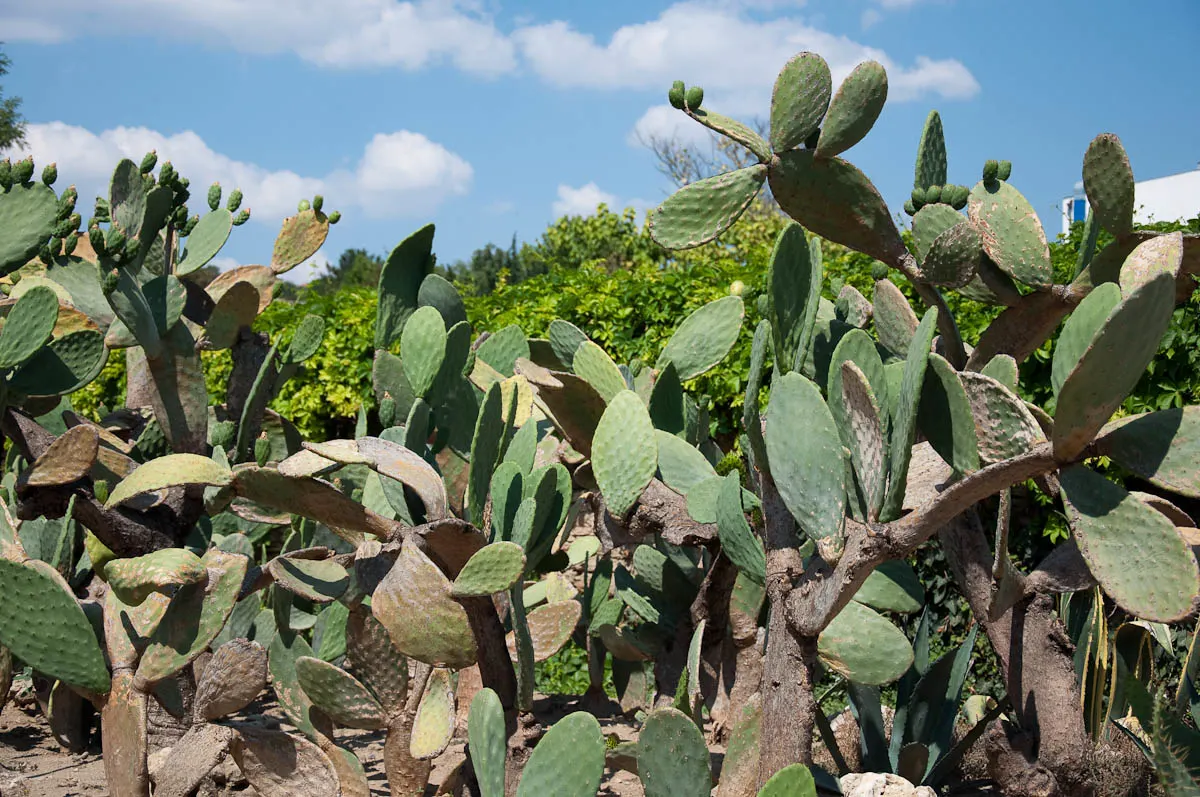 Cacti, Botanical Garden, Balchik, Bulgaria - www.rossiwrites.com