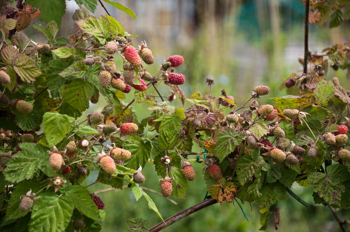 Loganberries, England - www.rossiwrites.com