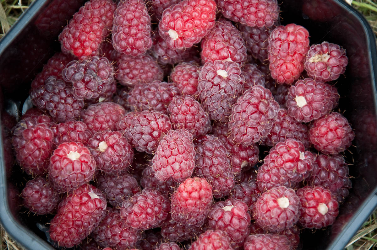 Picked loganberries, England - www.rossiwrites.com