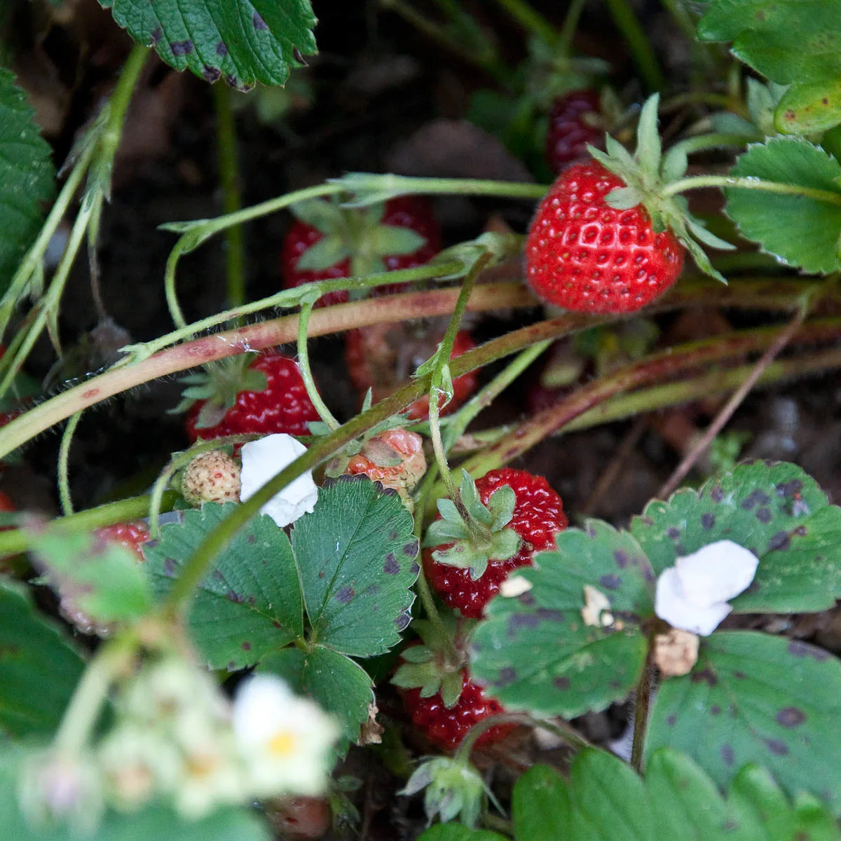 Strawberries, England - www.rossiwrites.com