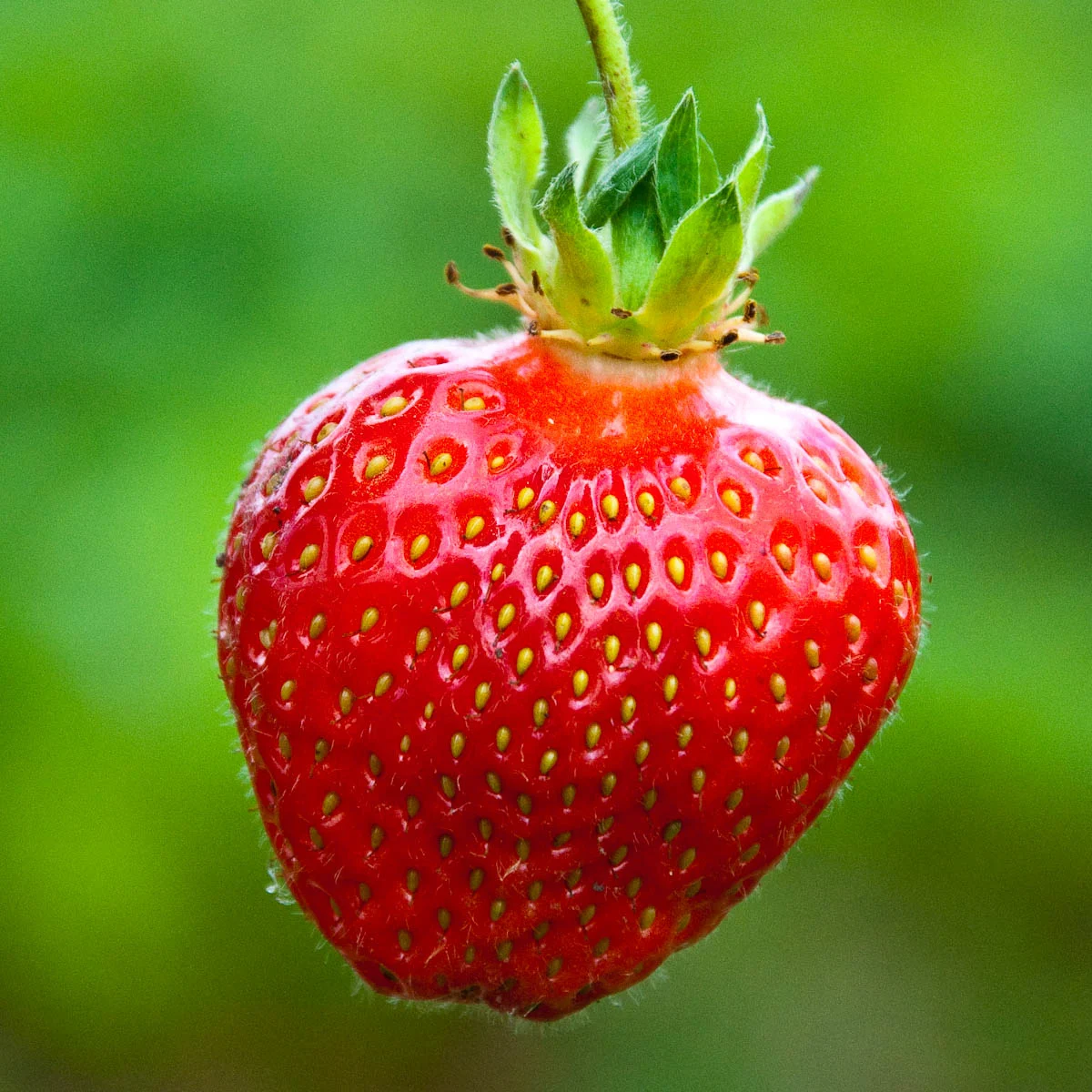 Strawberry, England - www.rossiwrites.com