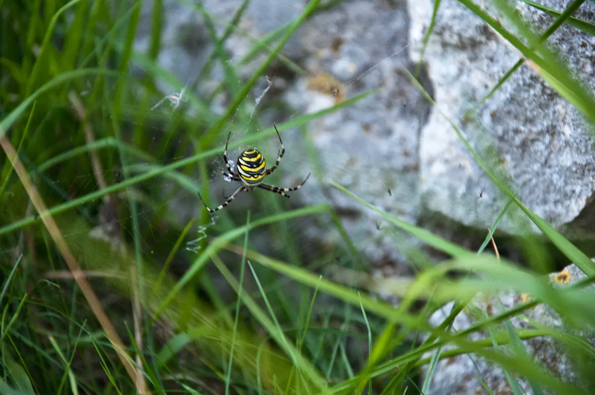 A huge Argiope Bruennichi spider, Molina, Province of Verona, Italy - www.rossiwrites.com