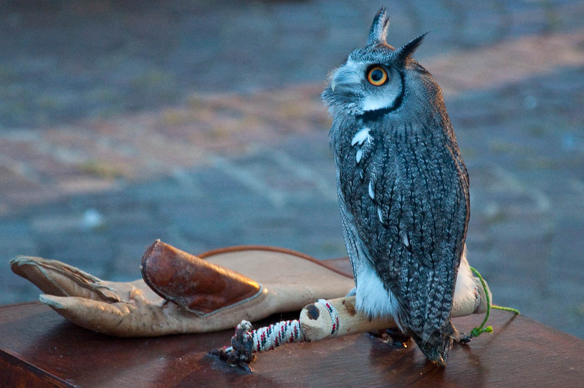 A tiny owl, Mediaevil Fair, Castelfranco Veneto, Italy - www.rossiwrites.com