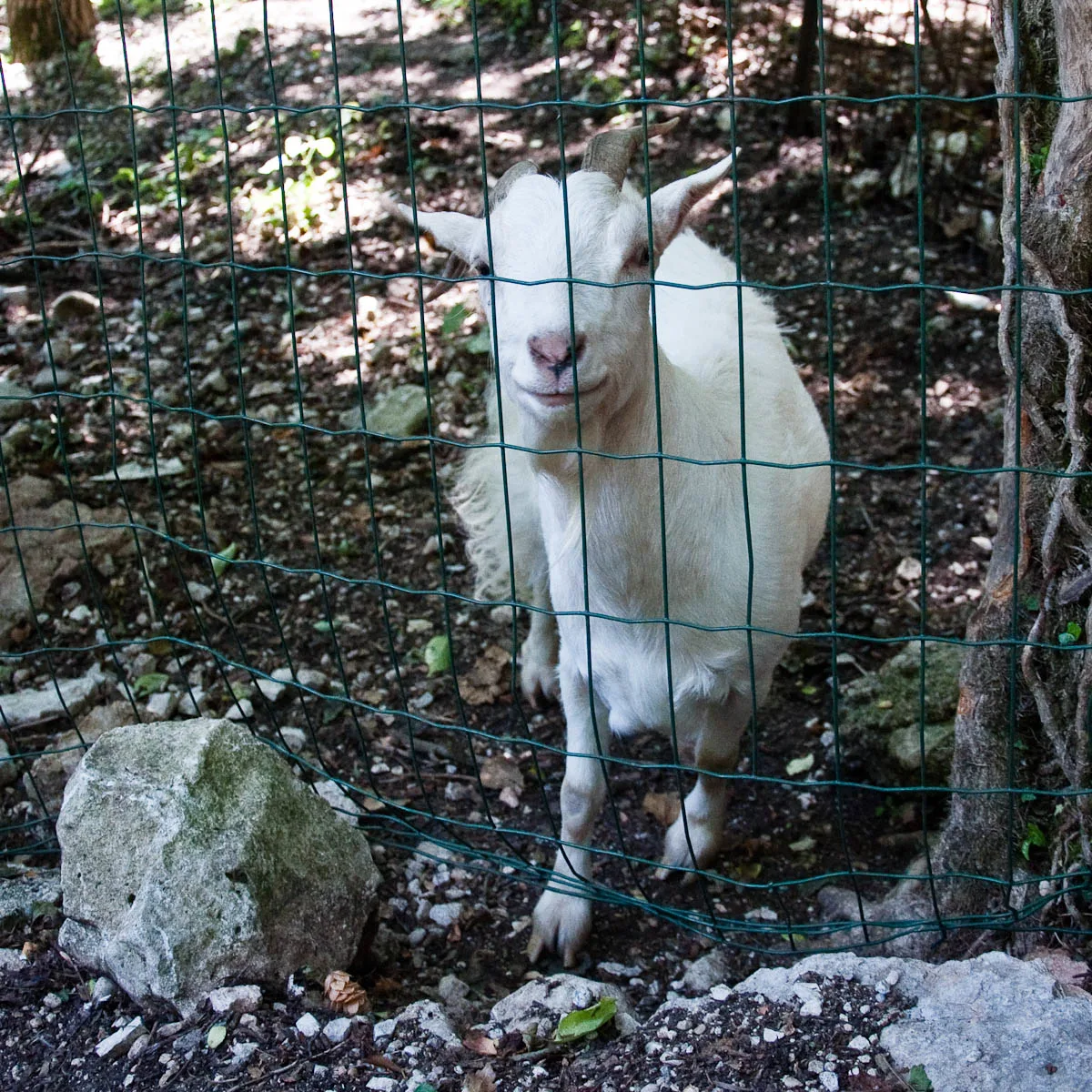 A white goat, Parco delle Cascate, Province of Verona, Italy - www.rossiwrites.com