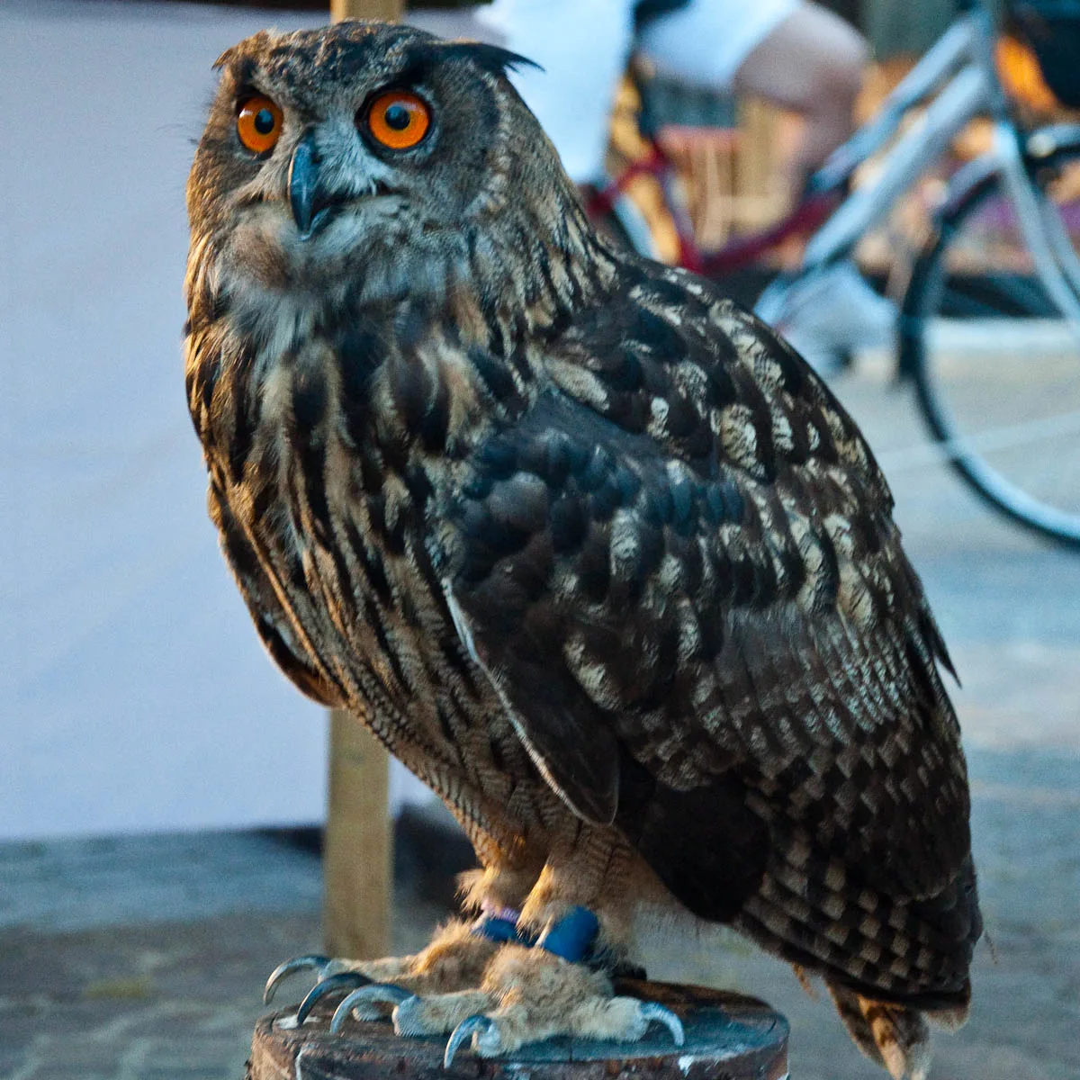 An owl, Mediaevil Fair, Castelfranco Veneto, Italy - www.rossiwrites.com