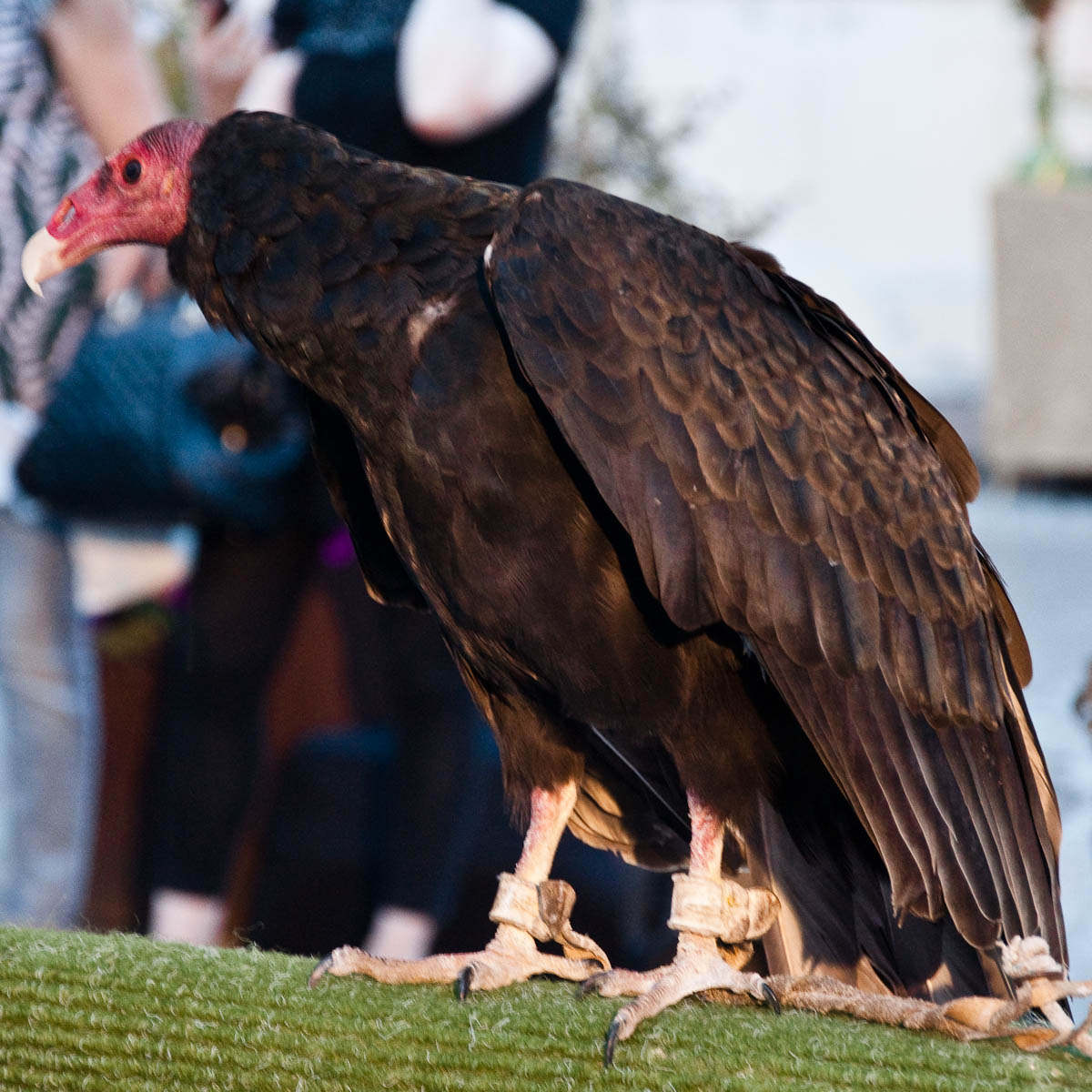 Vulture, The birds of prey stall, Mediaevil Fair, Castelfranco Veneto, Italy - www.rossiwrites.com