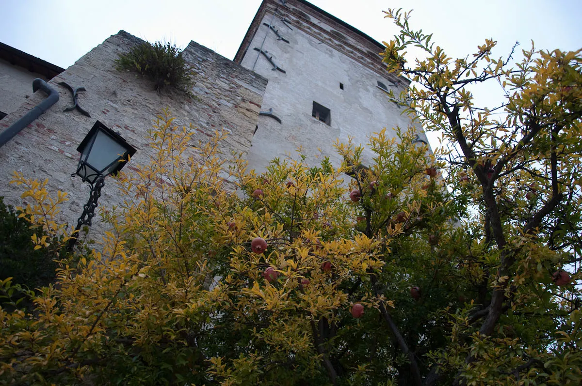 A pomegranate tree in the courtyard of the medieval castle - Asolo, Veneto, Italy - www.rossiwrites.com