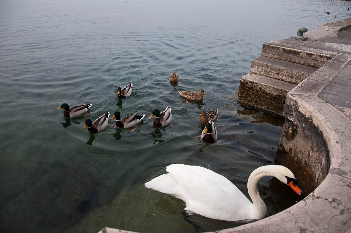 Feeding the swan and the ducks - Lazise, Lake Garda, Italy - www.rossiwrites.com