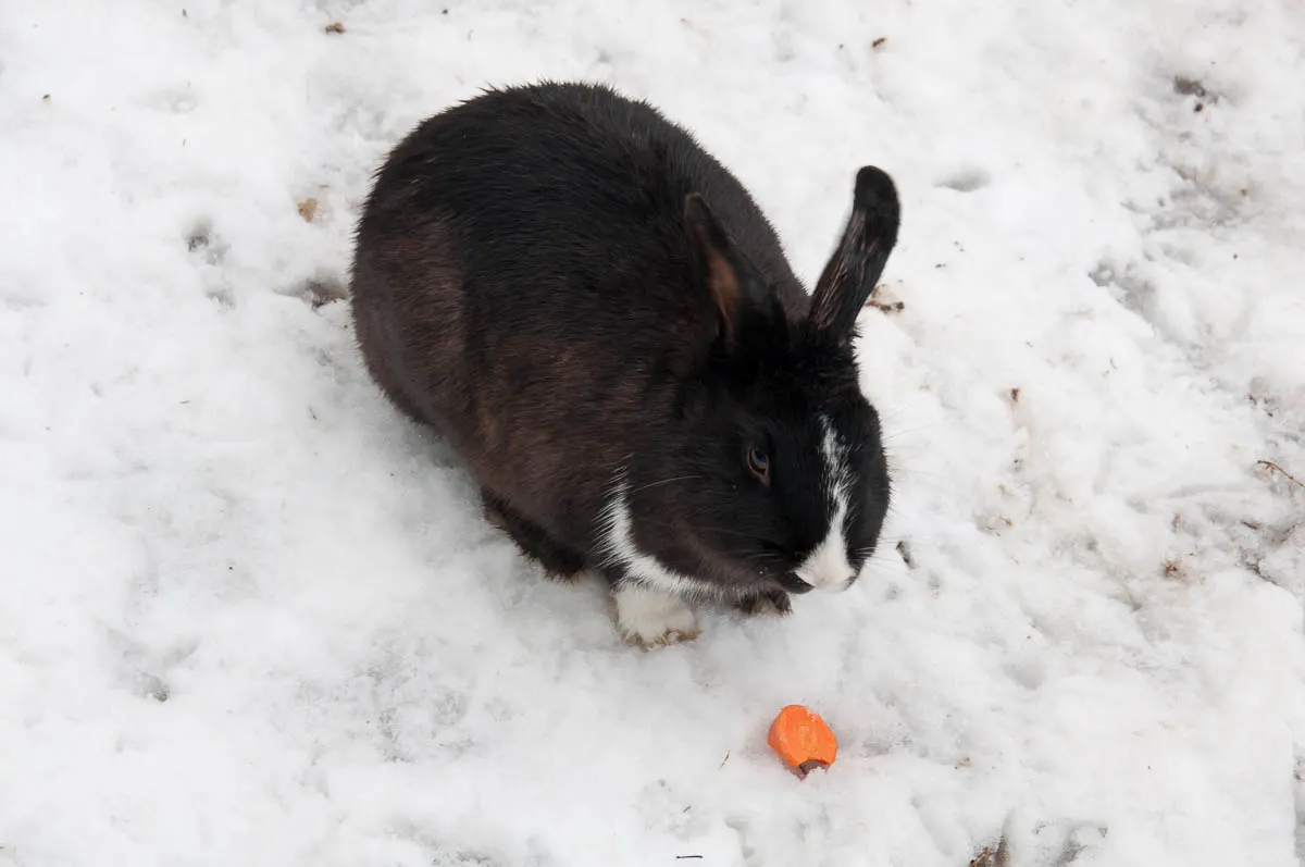 A bunny and its carrot in the snow - Parco Querini, Vicenza, Veneto, Italy - www.rossiwrites.com