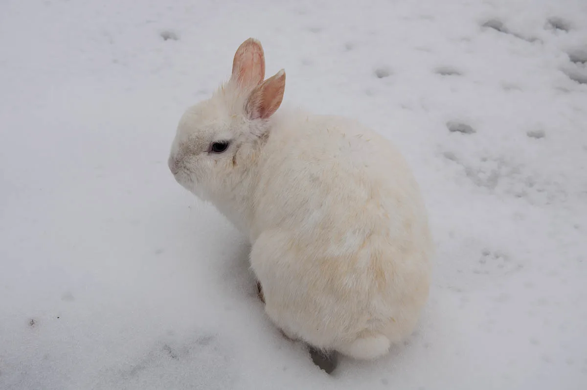 A white bunny in the snow in Parco Querini - Vicenza, Veneto, Italy - www.rossiwrites.com