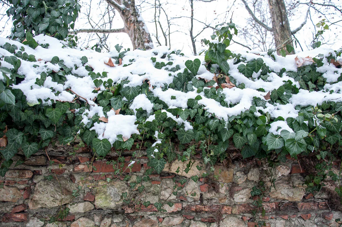 Snow on a creeper plant - Parco Querini, Vicenza, Veneto, Italy - www.rossiwrites.com