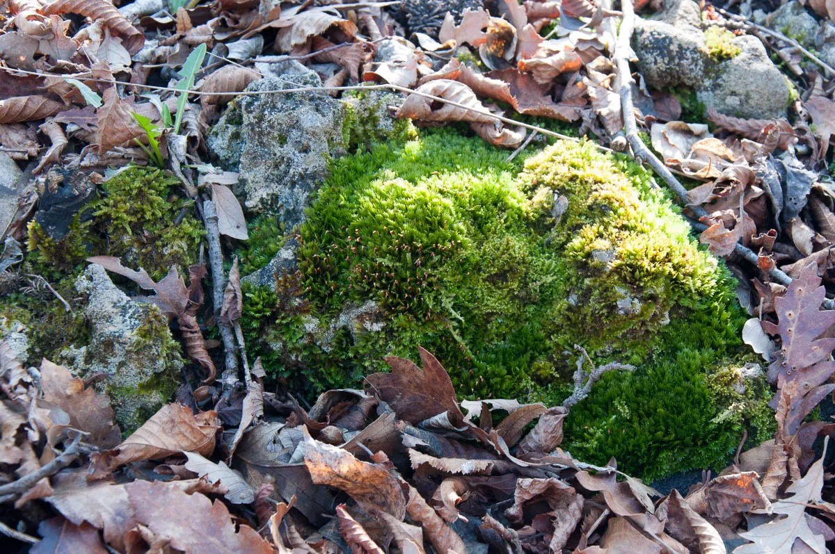 A moss covered stone among the brown leaves - Colli Berici, Vicenza, Italy - www.rossiwrites.com