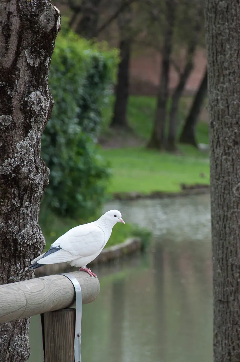 A white pigeon and the moat - Noale, Veneto, Italy - www.rossiwrites.com
