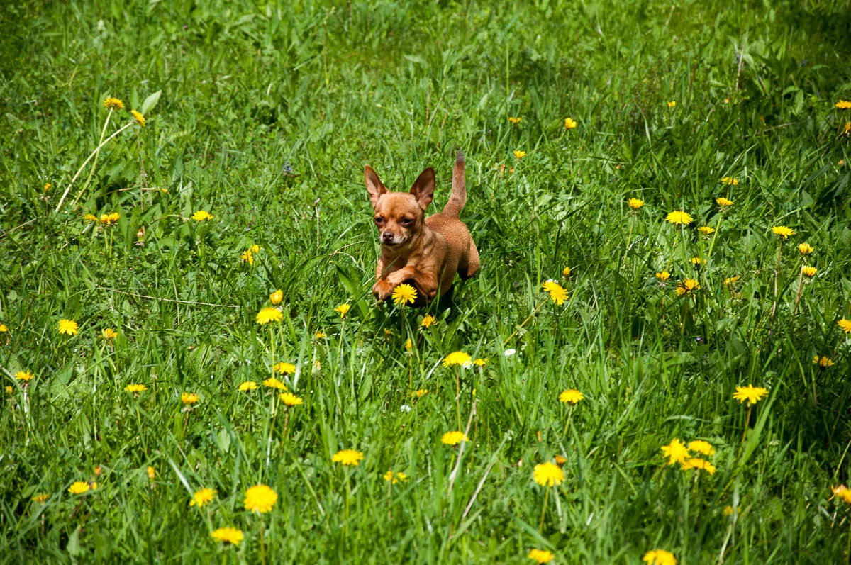 A doggie in the dandelions - Laghi, Veneto, Italy - www.rossiwrites.com