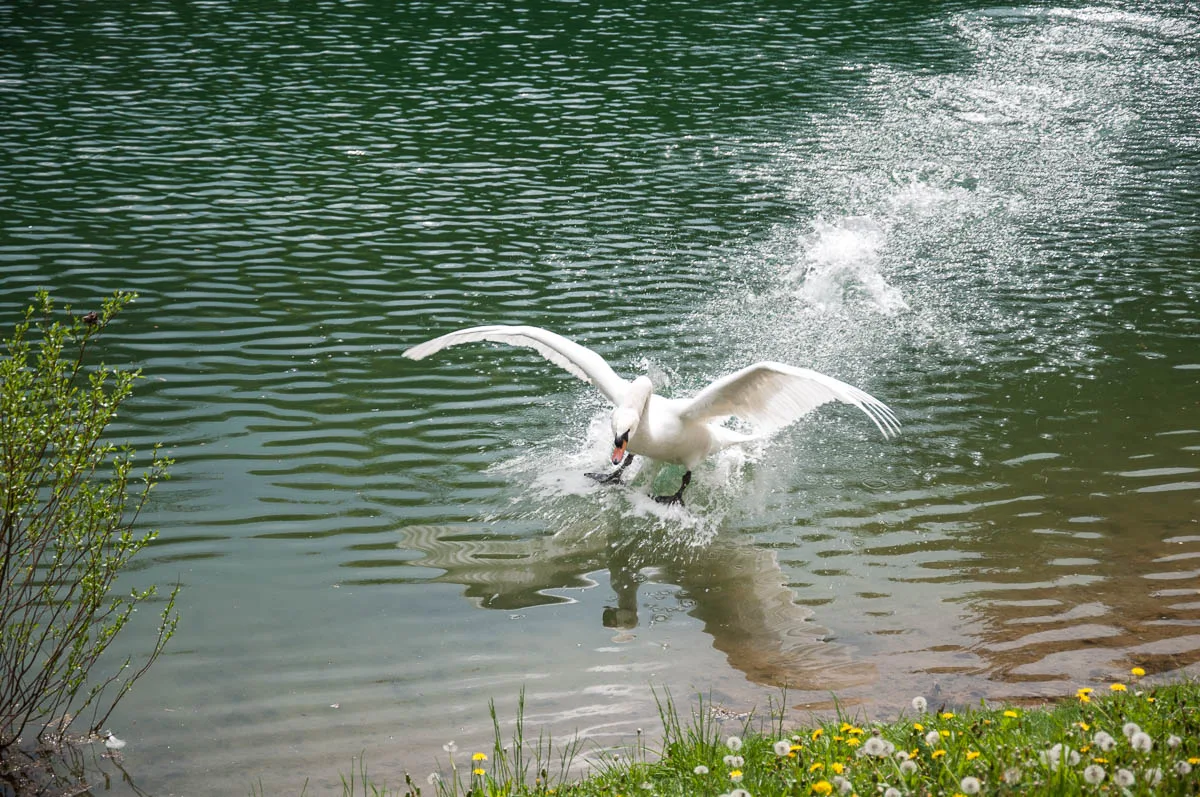 An alighting swan - Laghi, Veneto, Italy - www.rossiwrites.com