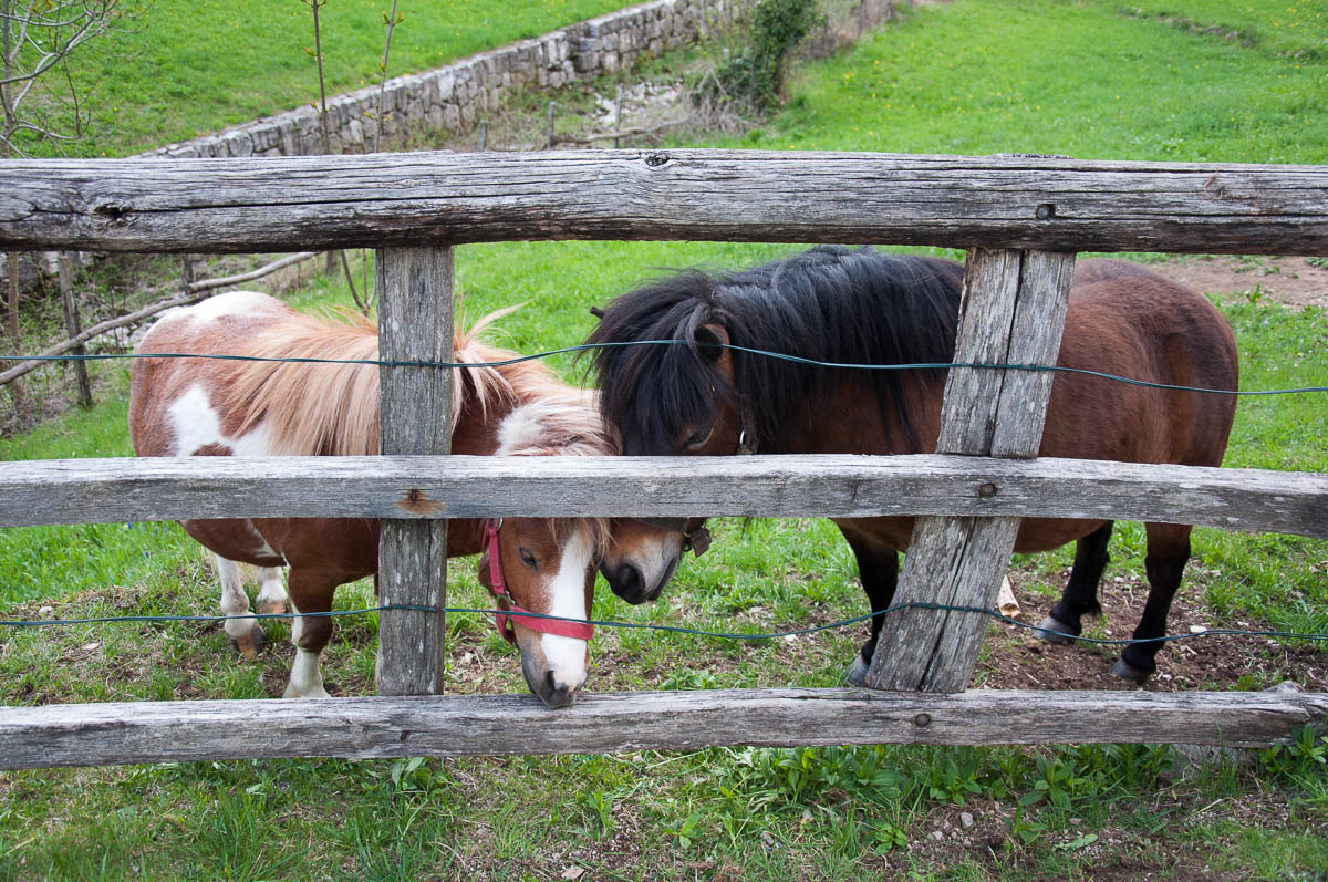 Gorgeous ponies - Laghi, Veneto, Italy - www.rossiwrites.com