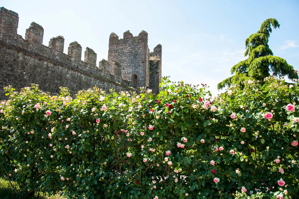 The rose garden - Carrarese Castle, Este, Veneto, Italy - www.rossiwrites.com
