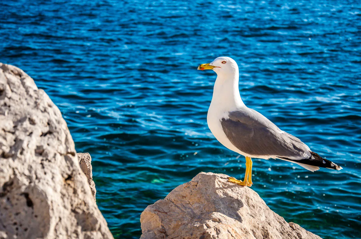 A seagull on the seafront - Piran, Slovenia - www.rossiwrites.com