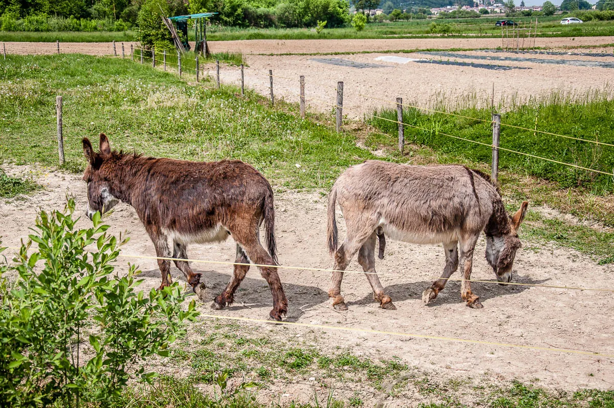 Two donkey friends - Lake Fimon, Arcugnano, Vicenza, Veneto, Italy - www.rossiwrites.com