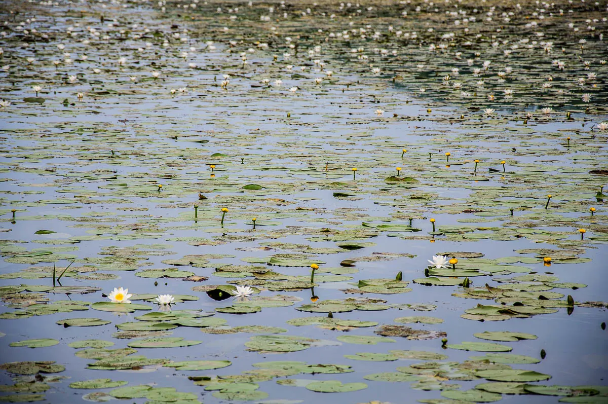 White and yellow water-lilies - Lake Fimon, Arcugnano, Vicenza, Veneto, Italy - www.rossiwrites.com