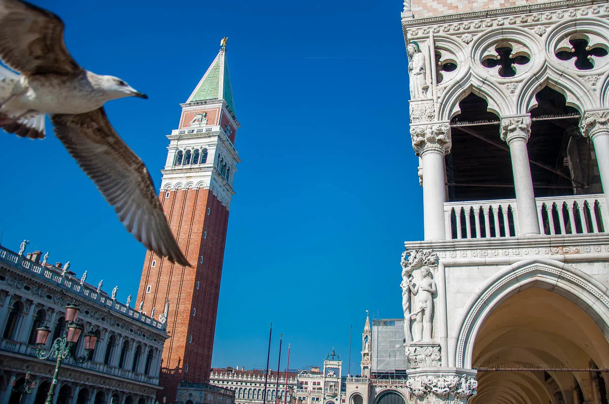 A photobombing seagull - Venice, Italy - www.rossiwrites.com