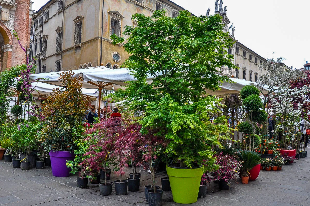 A market stall selling potted shrubs and trees - Vicenza, Italy - www.rossiwrites.com