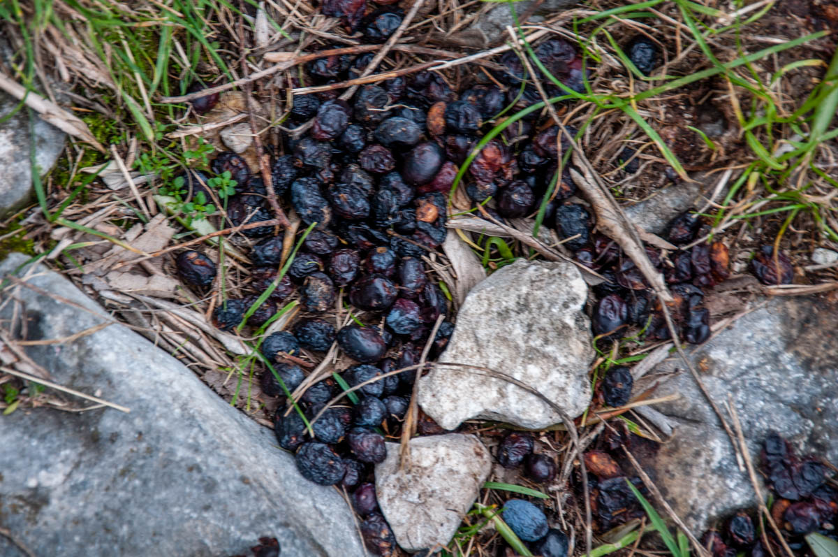Dried olives on the ground - Campo di Brenzone, Lake Garda, Italy - www.rossiwrites.com