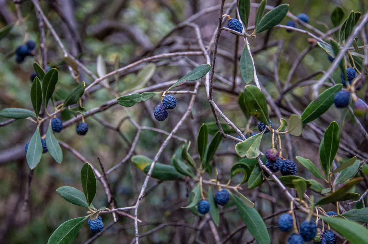 Olives dried on their branches - Campo di Brenzone, Lake Garda, Italy - www.rossiwrites.com