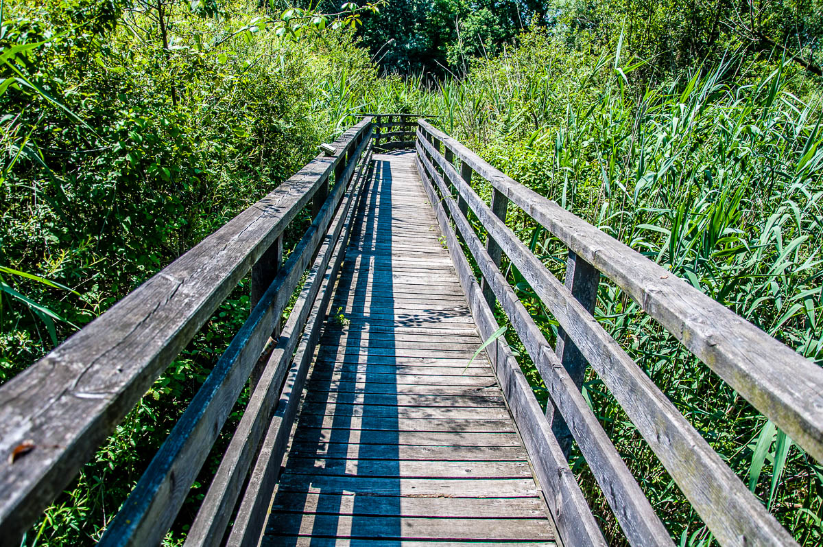 Wooden walkway surrounded by tall vegetation - Oasi Stagni di Casale, Vicenza, Italy - www.rossiwrites.com