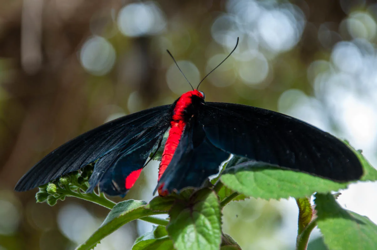 Black and red butterfly - Butterfly Ark - Montegrotto Terme, Veneto, Italy - www.rossiwrites.com